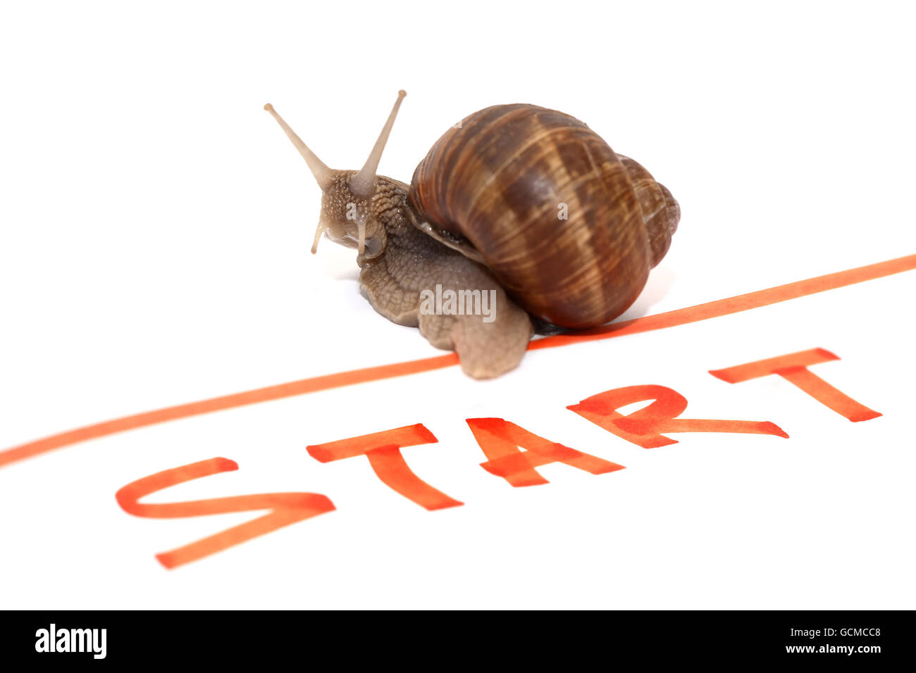 Sportsman on start. Snail on red line near Start inscription on white background Stock Photo