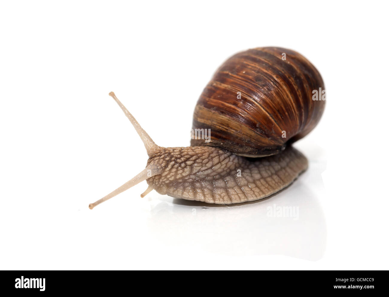 Ordinary snail with long horns on white background Stock Photo