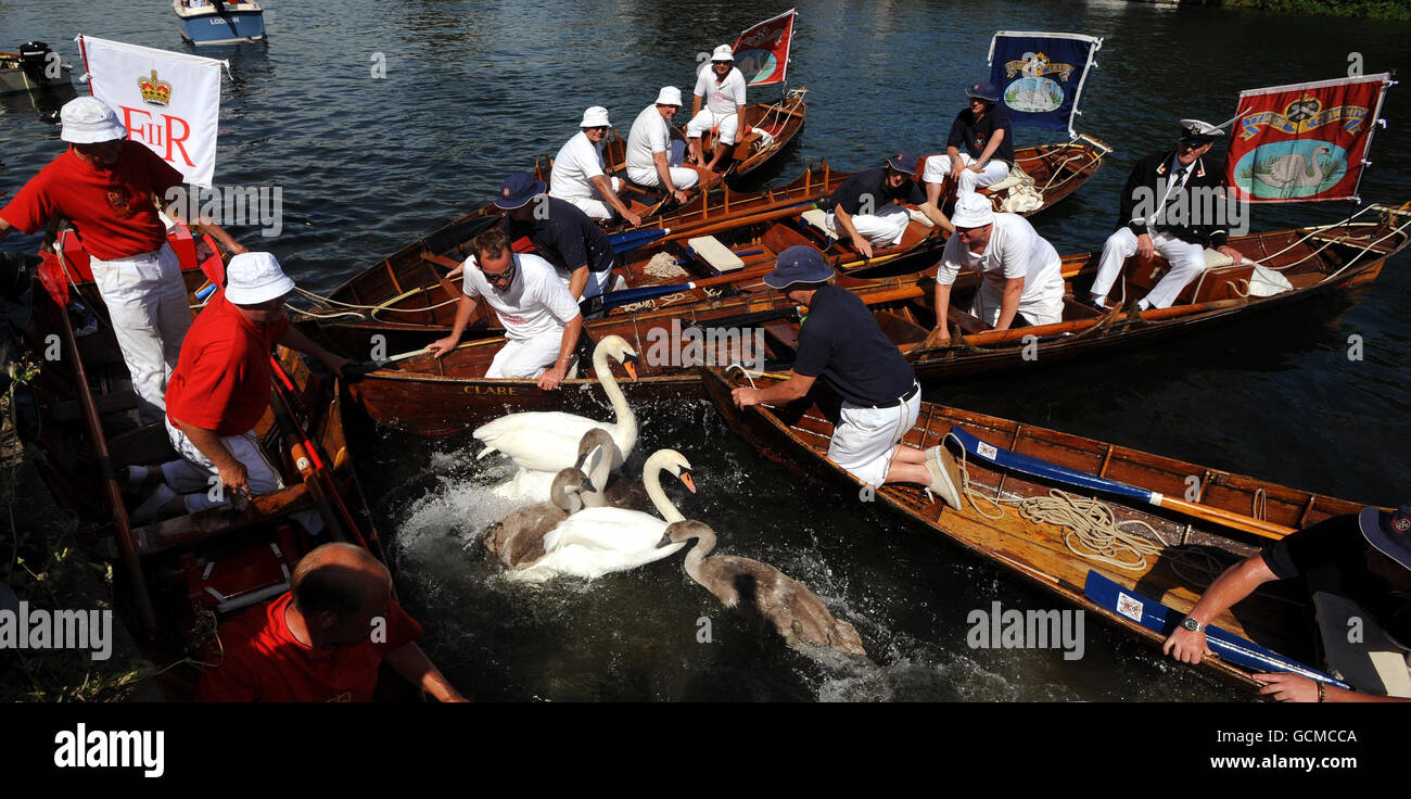 The annual Swan Upping, the counting of the Queen's swans, in progress on the River Thames today