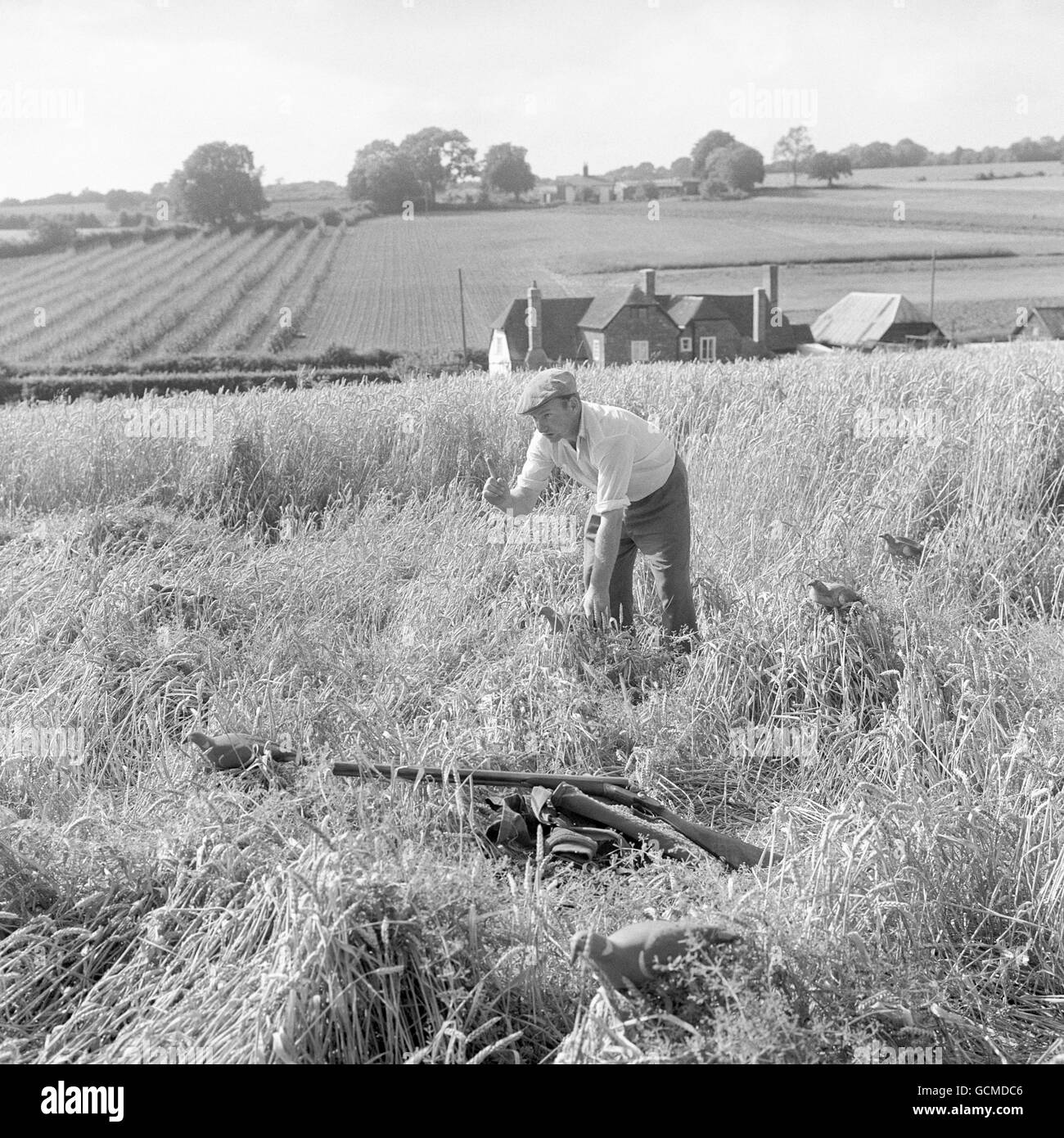 In a patch of wind-flattened barley, a farmworker sets out decoys to draw the pigeons to his gun at Braishfield, near Romsey. Pigeons, a pest among growing crops, are attracted by the decoys and think it safe to settle and feed. Stock Photo