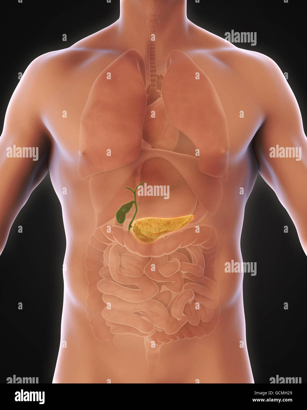 Human gallbladder anatomy High Resolution Stock Photography and Images Alamy
