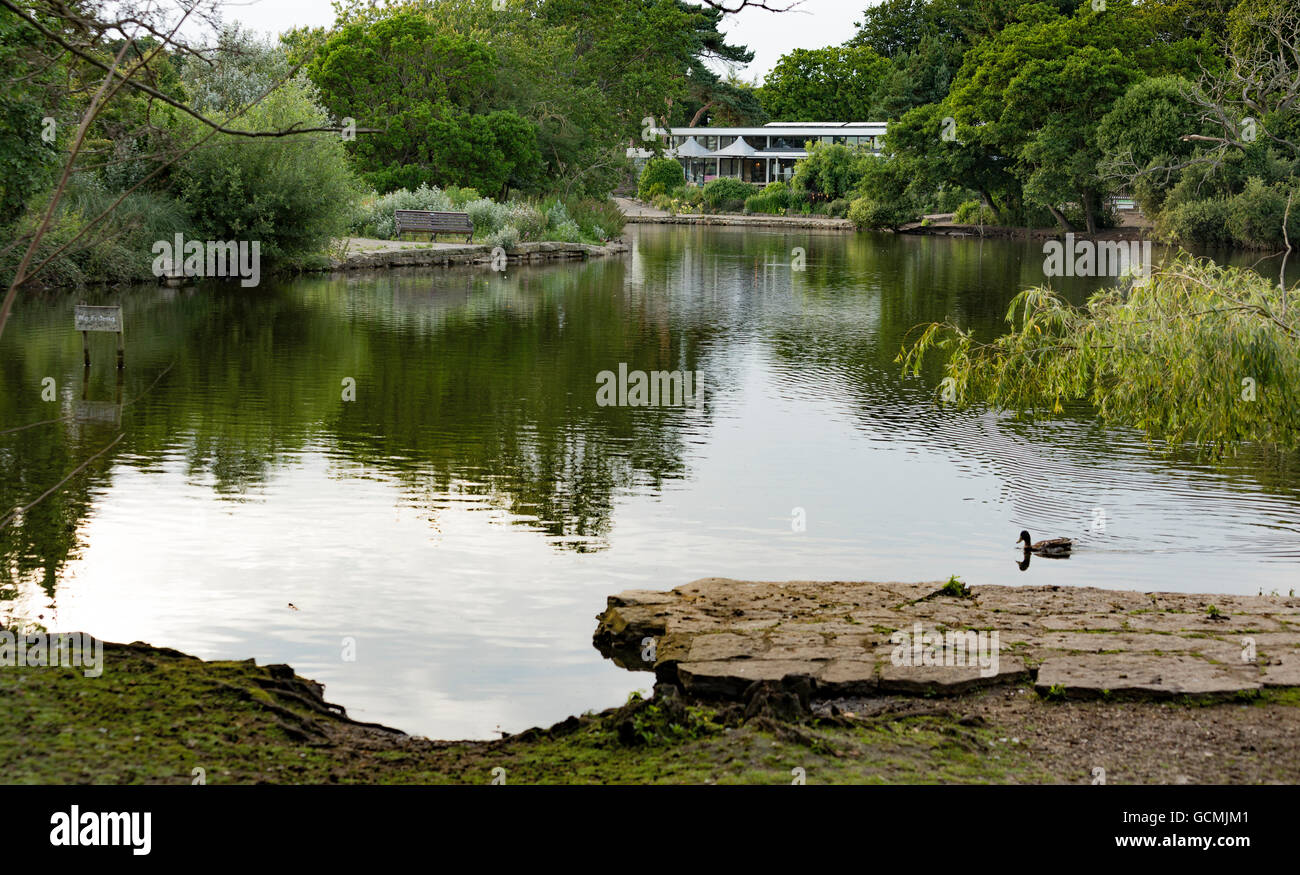 Water Sports and Wildlife in Poole Park Dorset UK Stock Photo Alamy