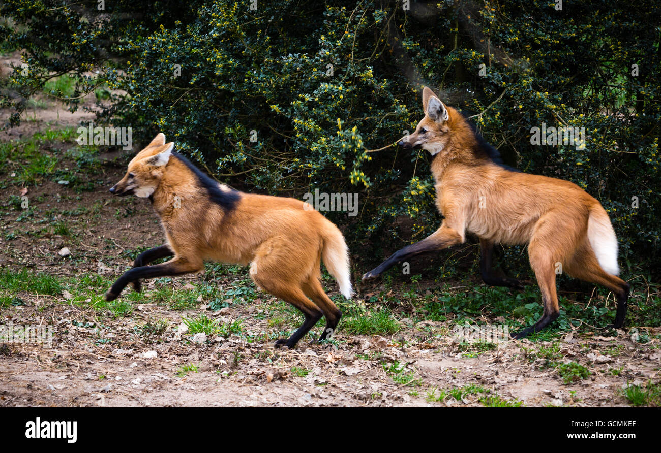 Two Maned Wolves Two maned wolfs Chrysocyon brachyurus fighting. Wildlife animal Stock ...