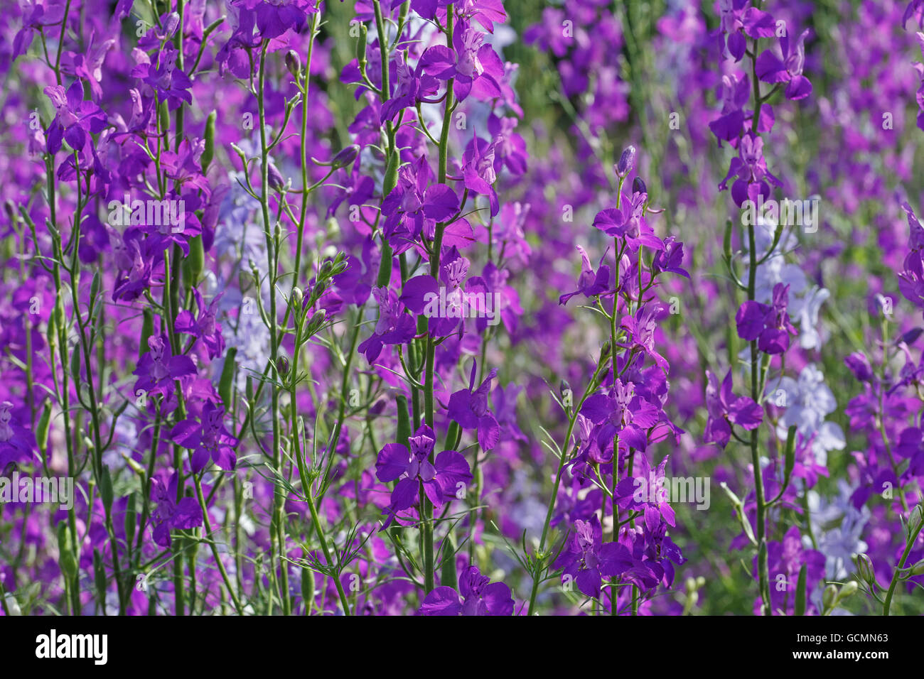 Field larkspur flowers in garden Stock Photo