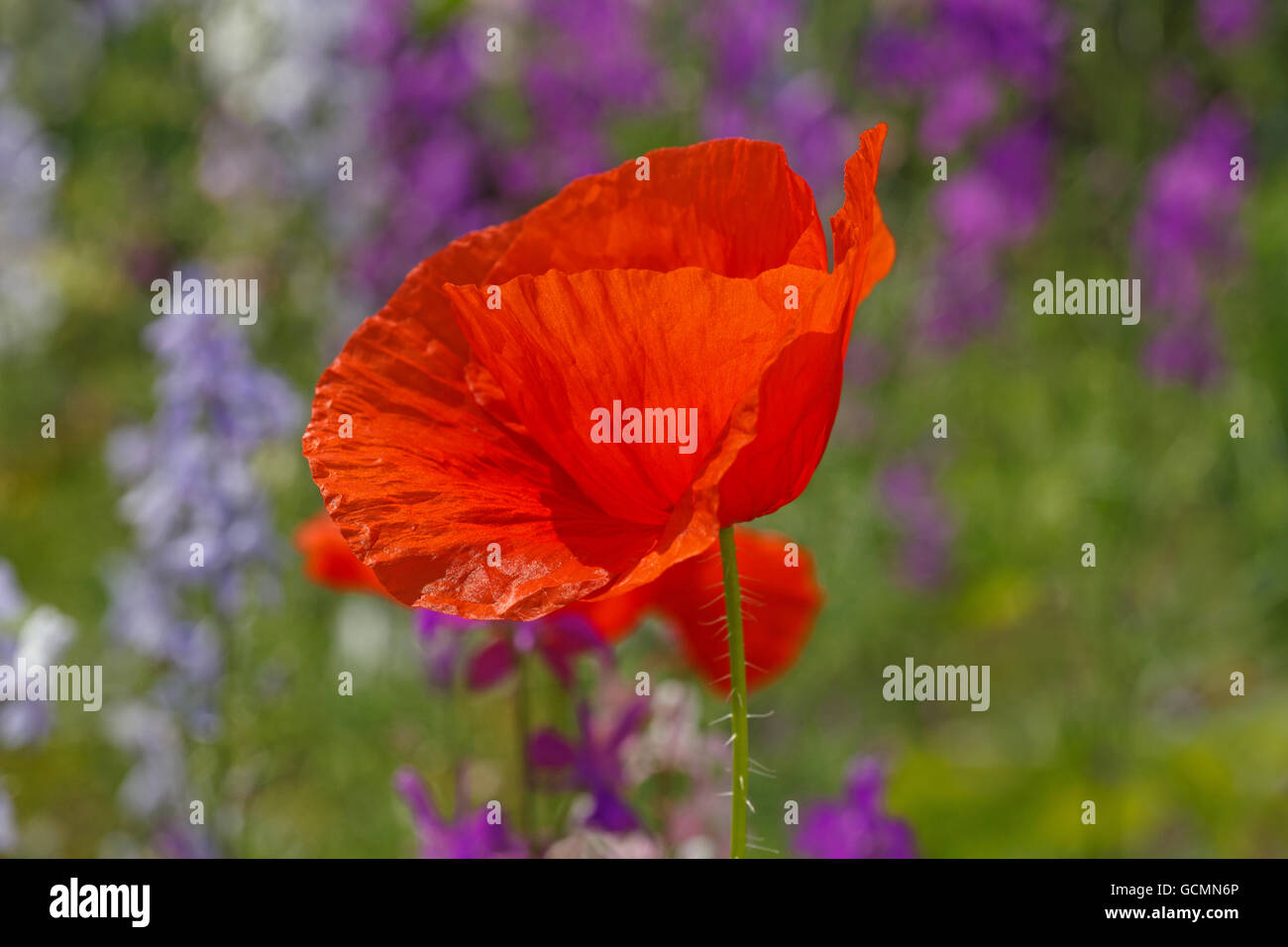 red poppy flower in garden Stock Photo