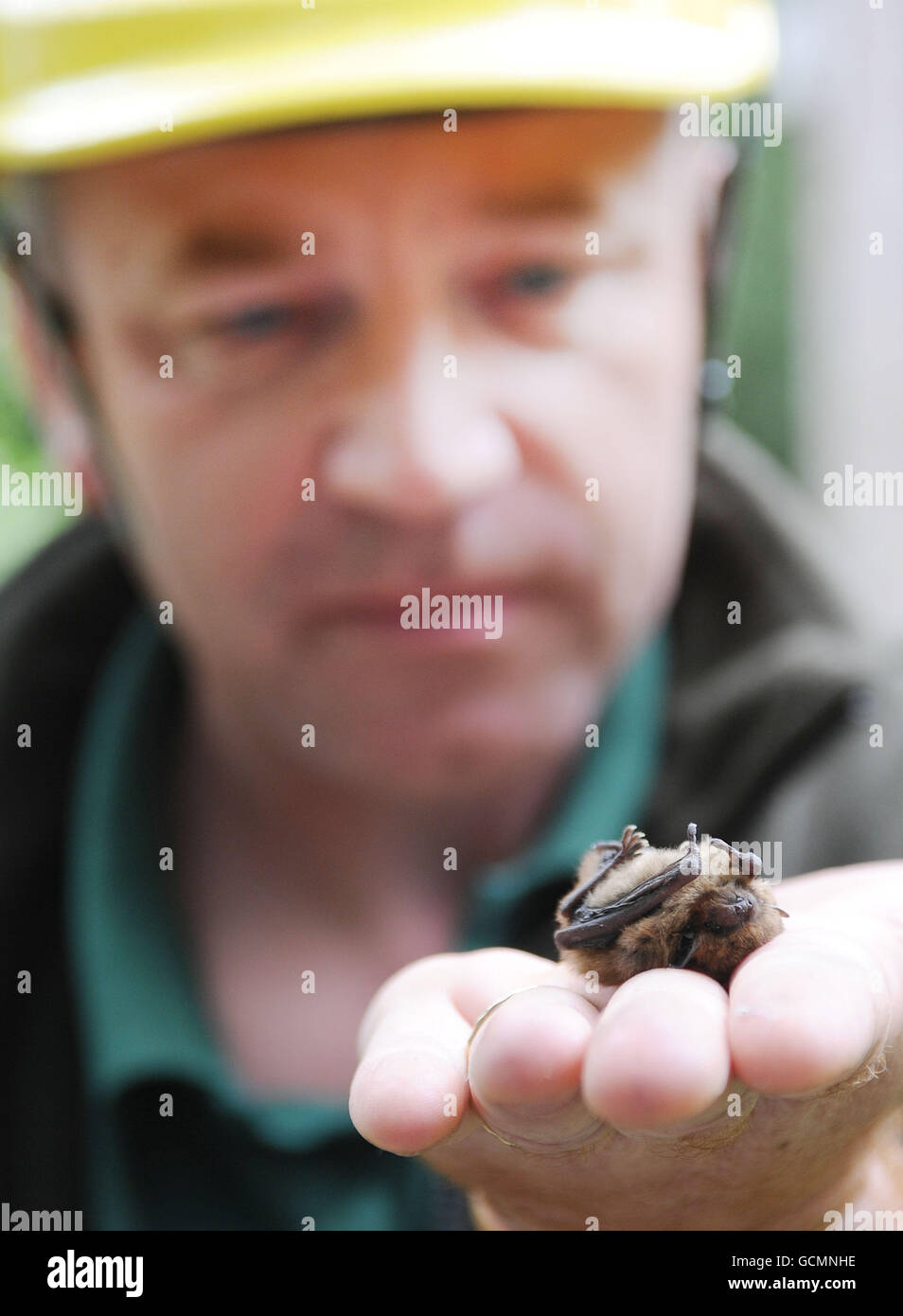 Chief Wildlife Ranger Mick Douch holds a Pipistrelle bat from a bat box in Dalby Forest North Yorkshire. The Forestry Commission is mounting a survey to check over 200 bat boxes in its woodlands in North Yorkshire in a mission to map the species living locally. Stock Photo