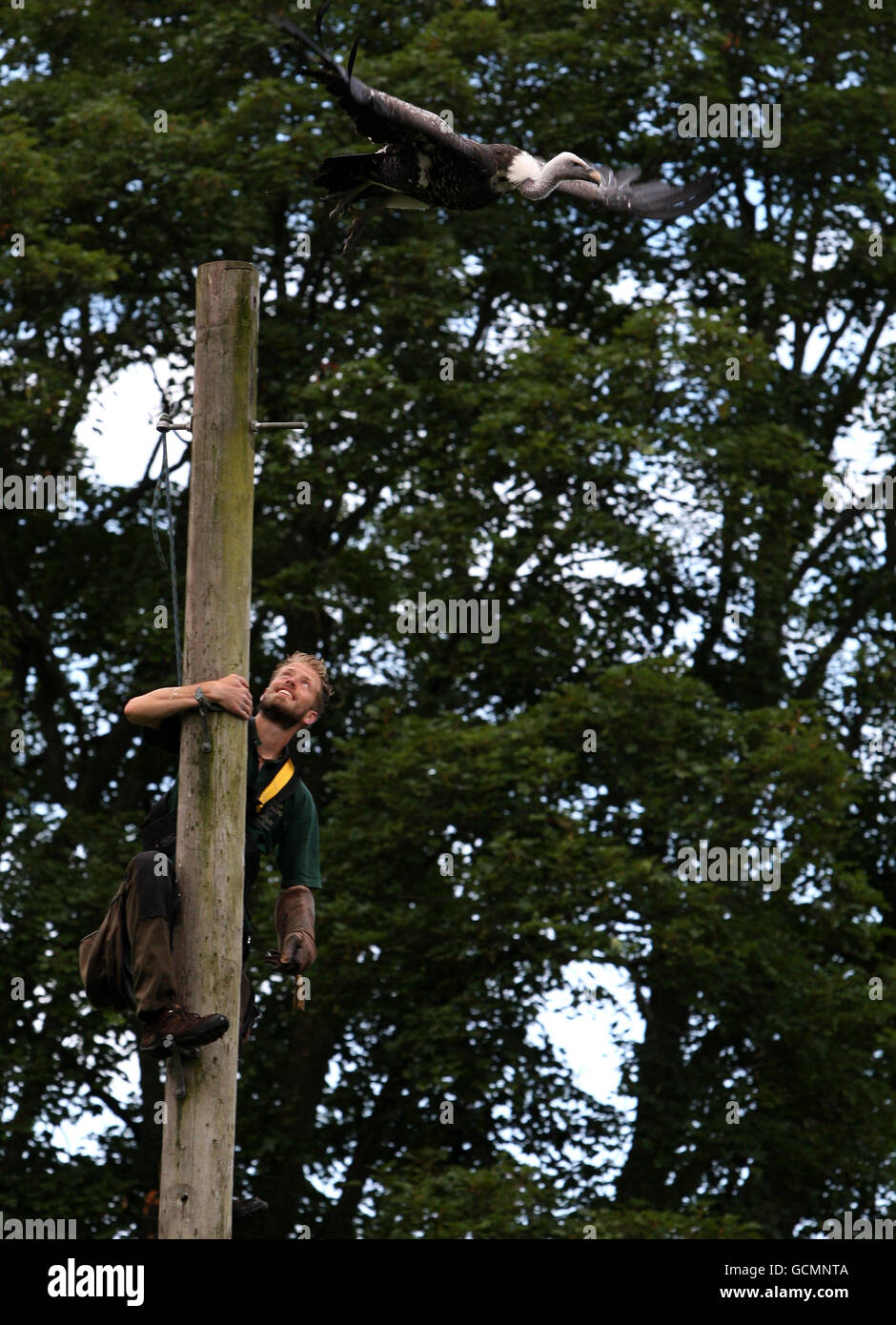 Ross Bibby, atop 25ft high telegraph pole, coaxing Alex the Vulture to fly at Blair Drummond Safari and Adventure Park in Stirlingshire, with titbits of chicken. Stock Photo