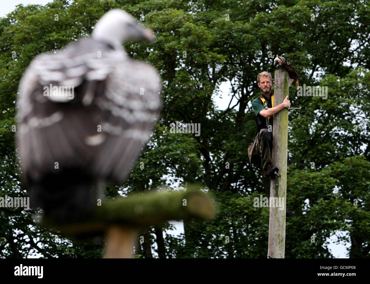 Ross Bibby, atop 25ft high telegraph pole, coaxing Alex the Vulture to fly at Blair Drummond Safari and Adventure Park in Stirlingshire, with titbits of chicken. Stock Photo