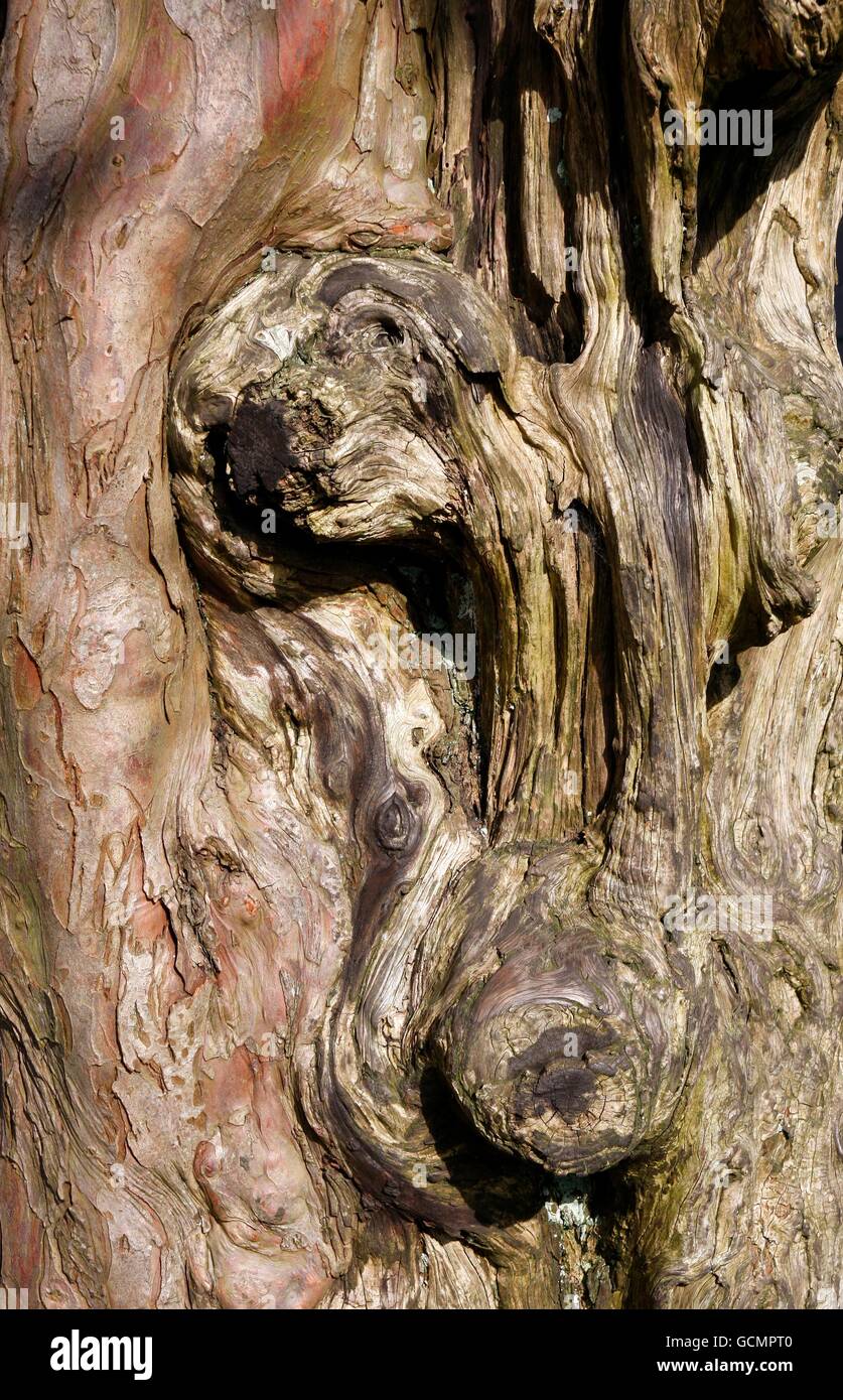 Old aged tree trunk hires stock photography and images Alamy