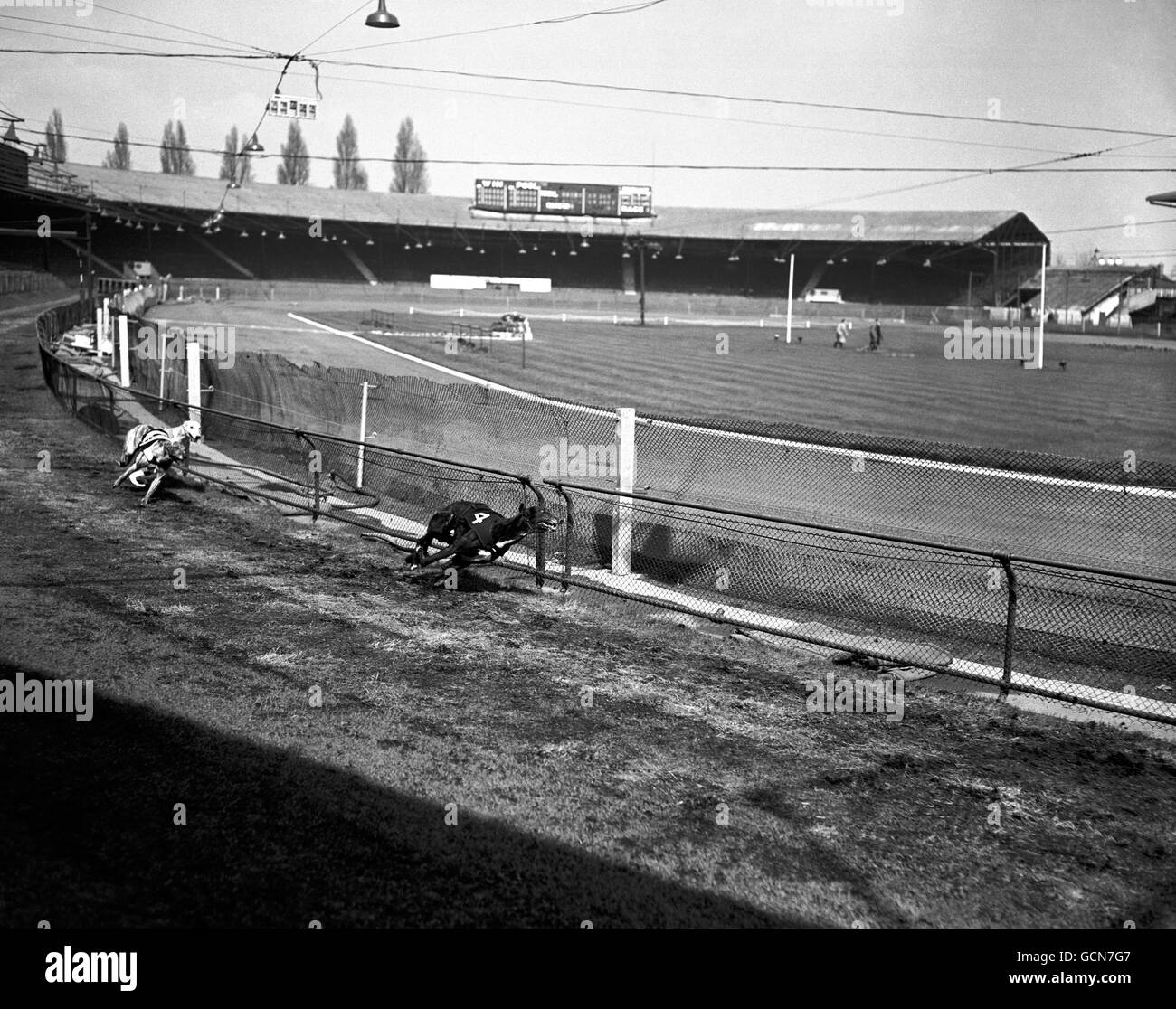 Dog Racing - Wimbledon Greyhound Stadium - London Stock Photo