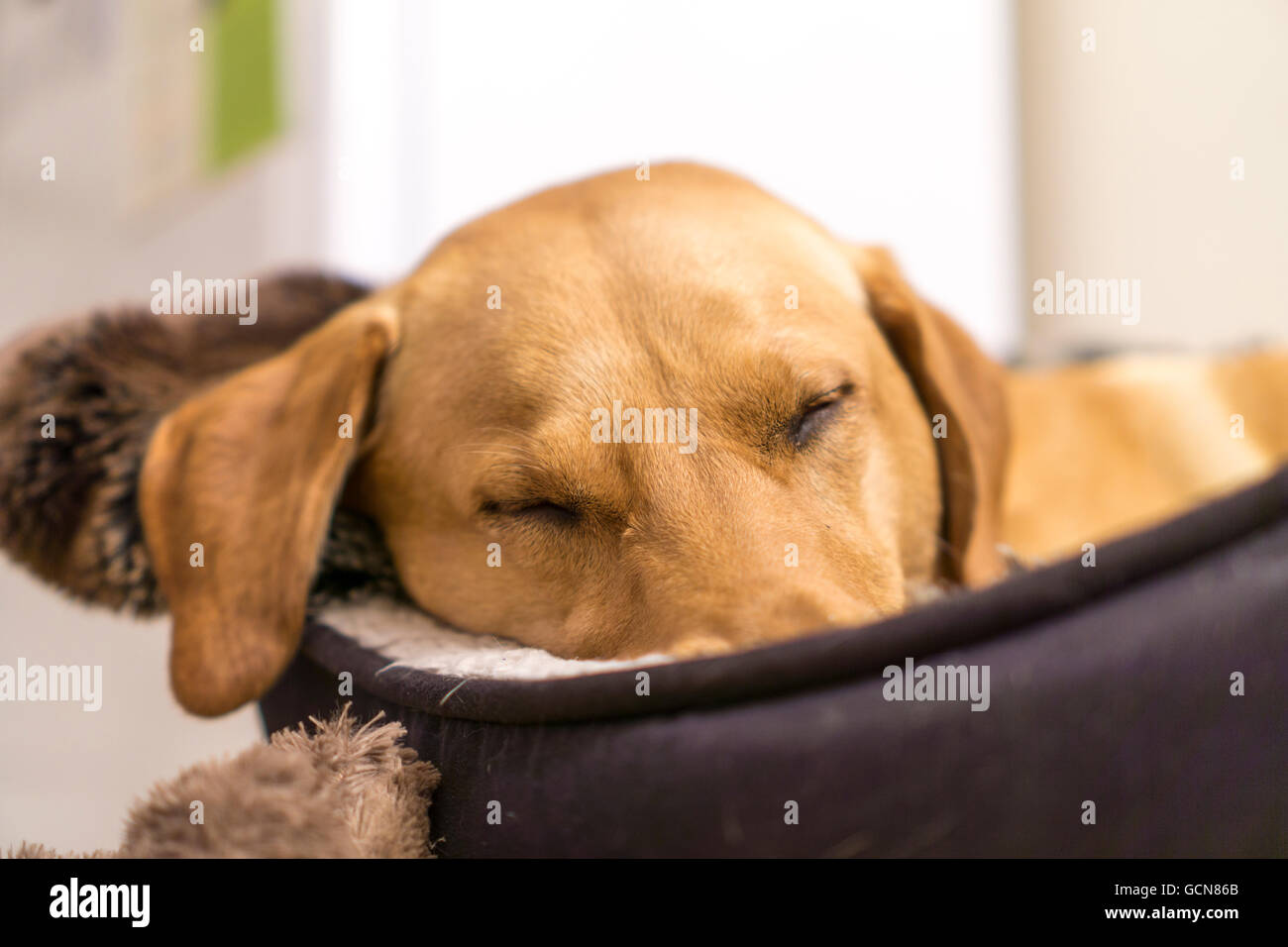 Sleeping Labrador Stock Photo