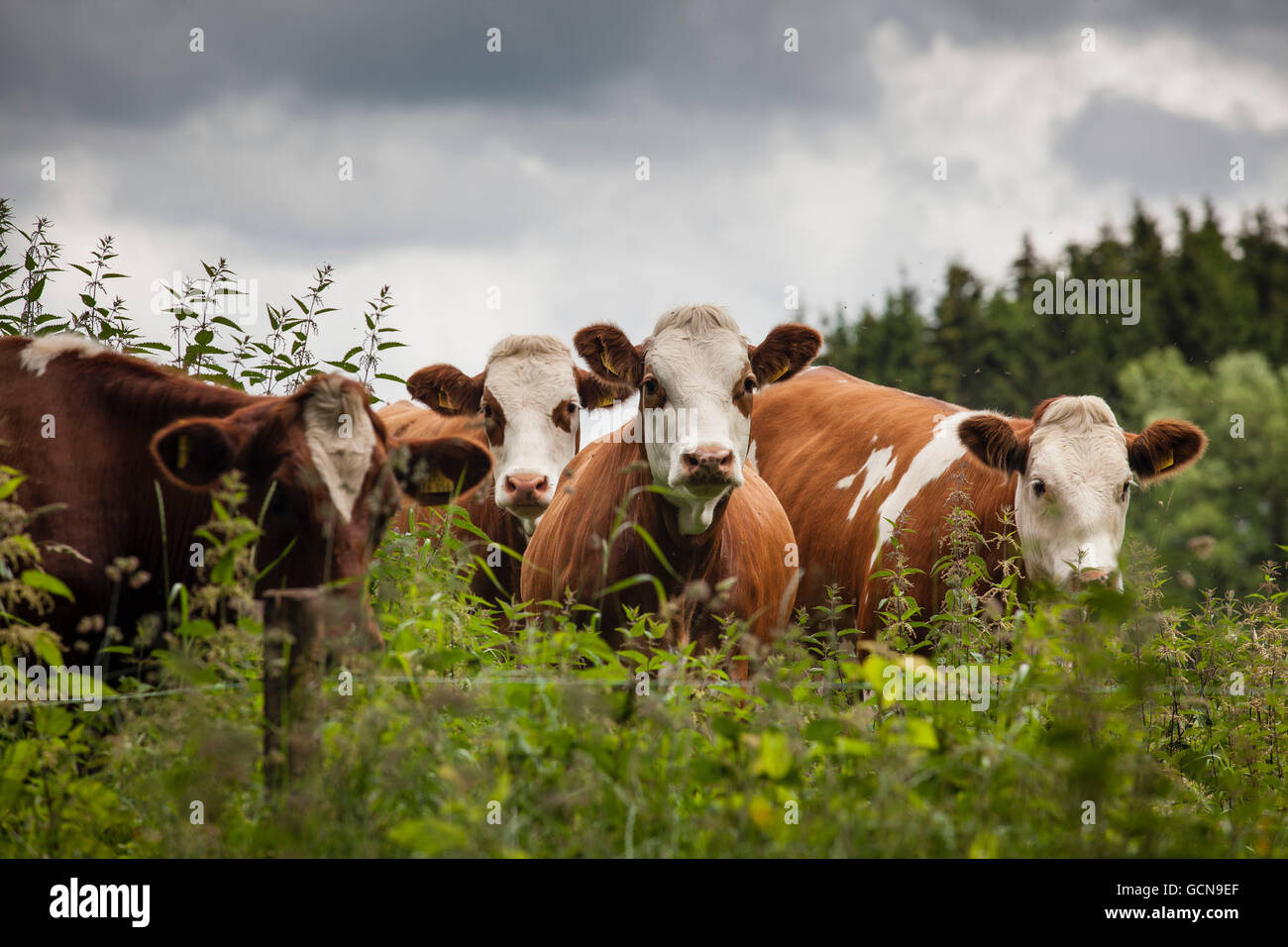Europe, Germany, North Rhine-Westphalia, Lower Rhine Region, cattle on a pasture near Hellenthal, Eifel region. Stock Photo
