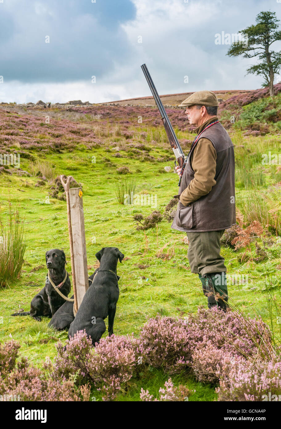 Grouse Hunting England