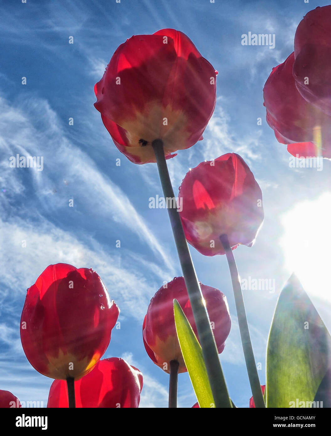 Flowers in the sun Stock Photo Alamy