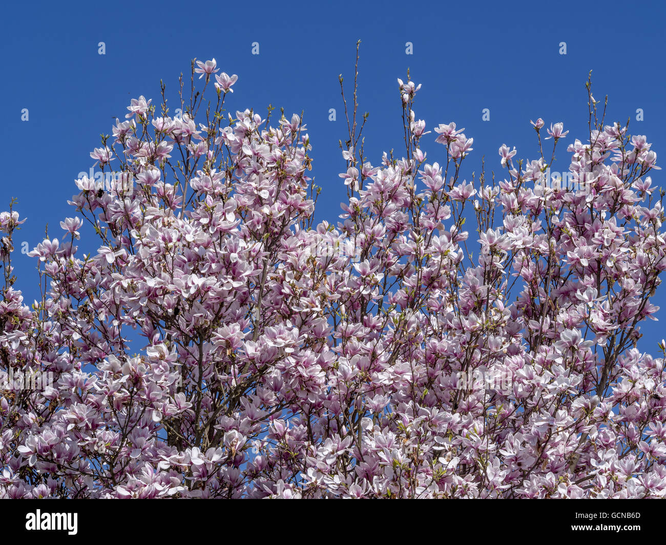 Blooming magnolia tree (Magnolia Stock Photo - Alamy