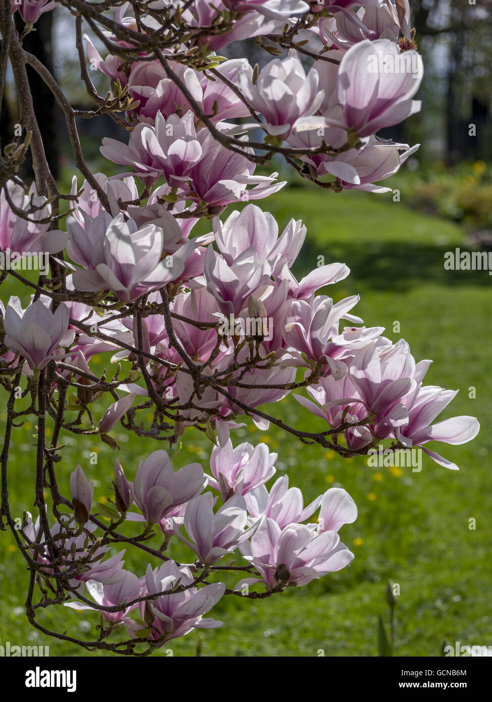 Germany bavaria magnolia blossom hi-res stock photography and images ...