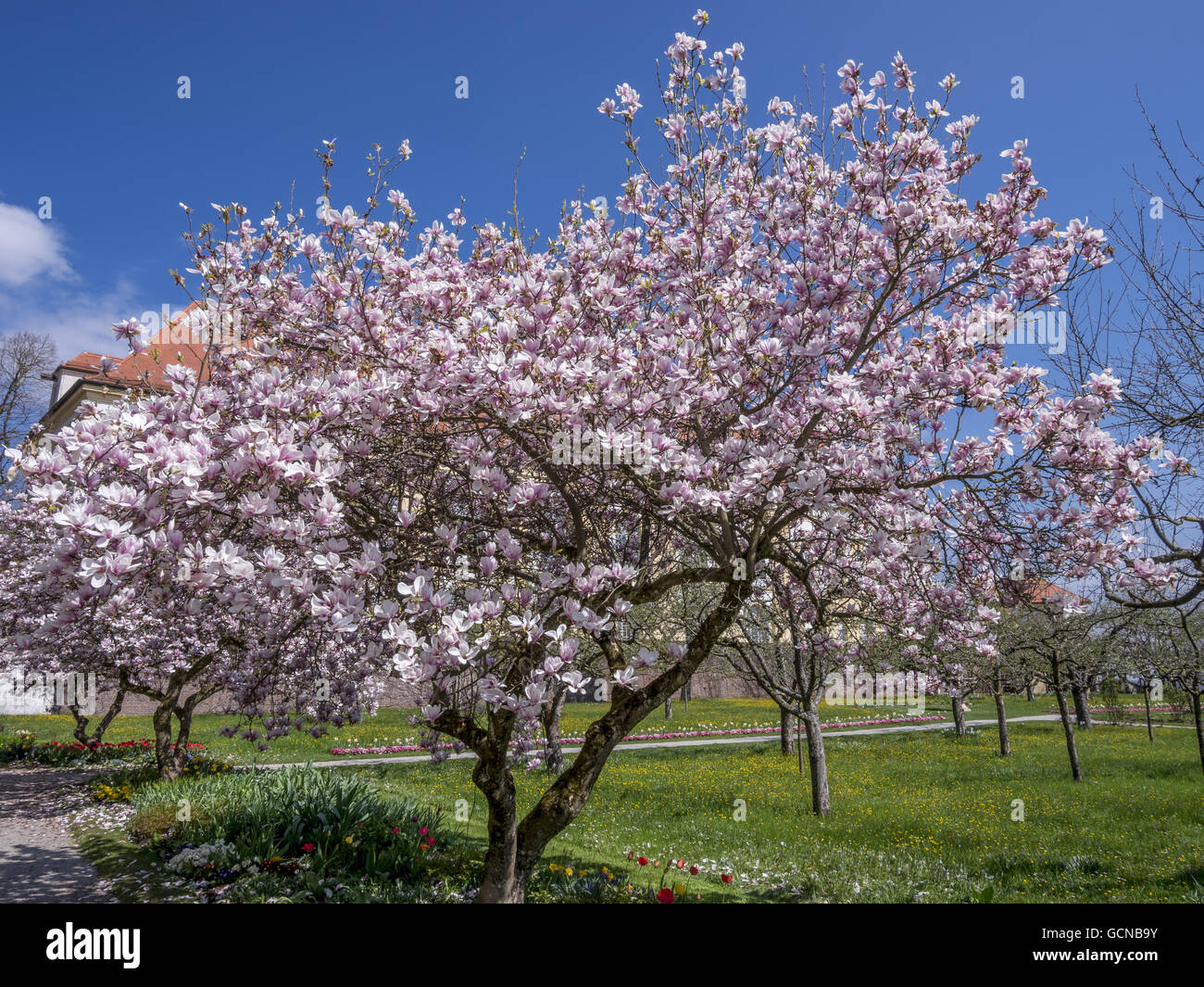 Blooming magnolia tree (Magnolia Stock Photo - Alamy