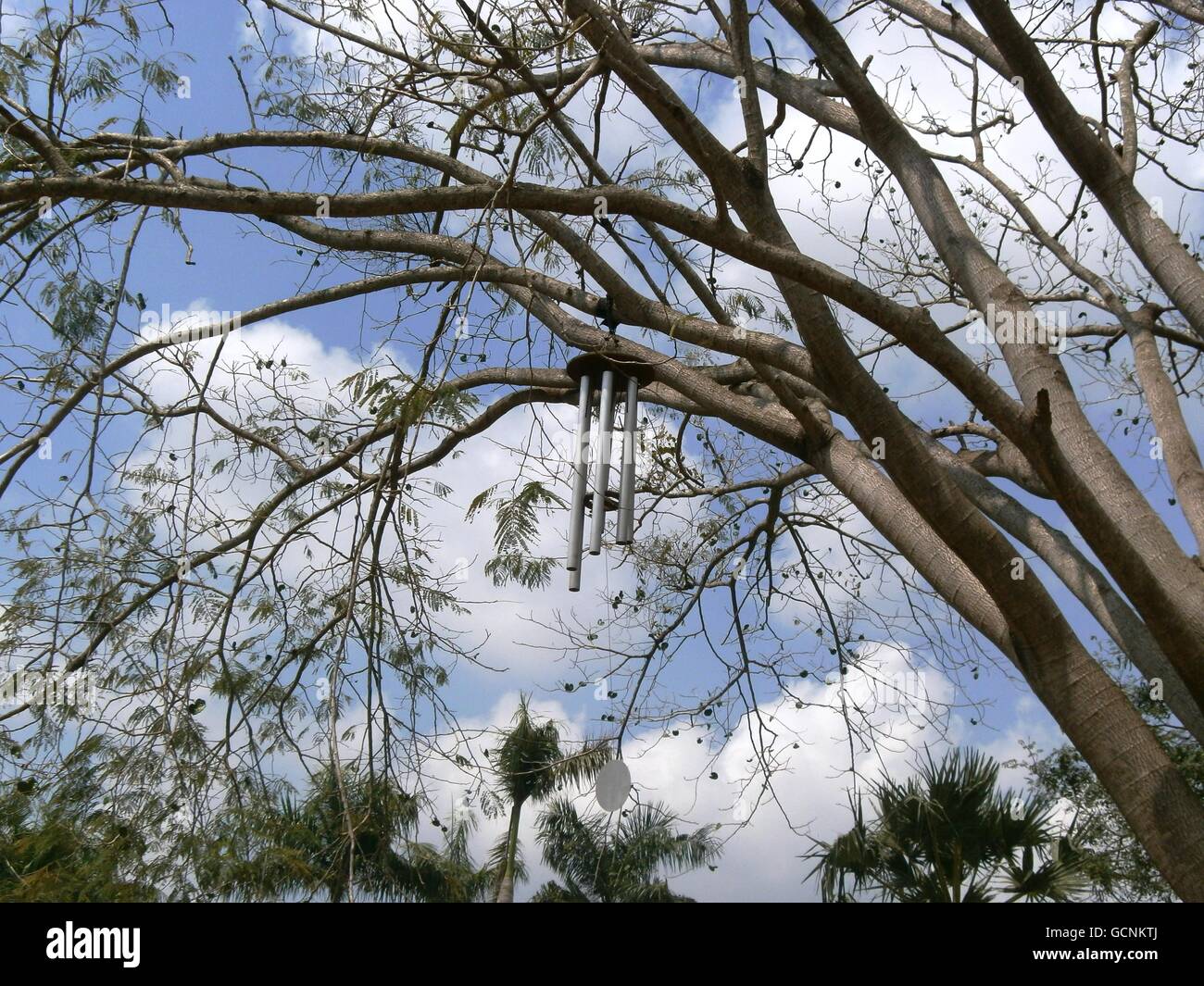 Huge Wind chime hanging from Tree Stock Photo Alamy