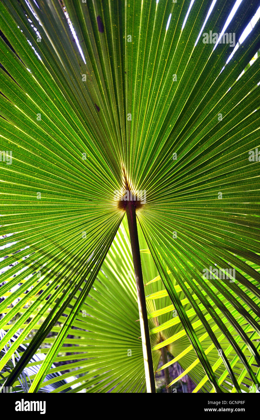 Patterns in backlit fan-shaped Cabbage Tree Palm Leaves (Livistona australis) in Australian rainforest Stock Photo