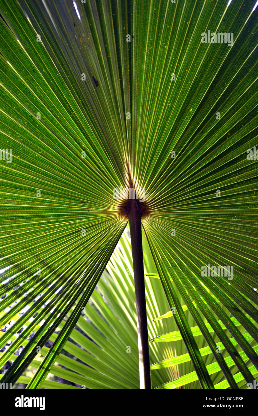 Patterns in backlit fan-shaped Cabbage Tree Palm Leaves (Livistona australis) in Australian rainforest Stock Photo