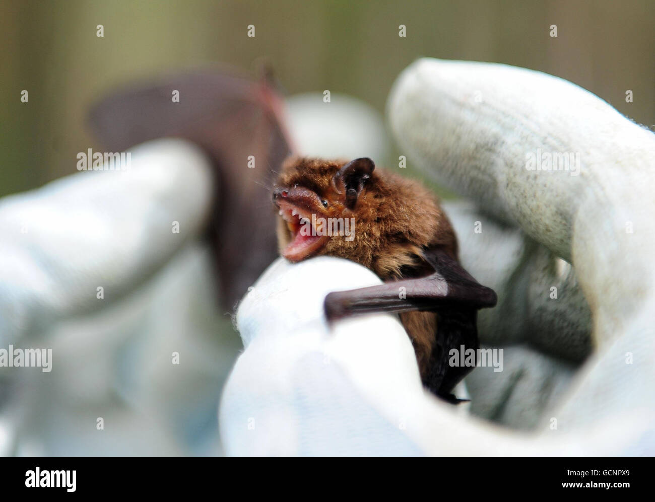 A common or Soprano bat is held by someone from the Forestry Commission in Kielder Forest, Northumberland, during the annual bat inventory. Stock Photo