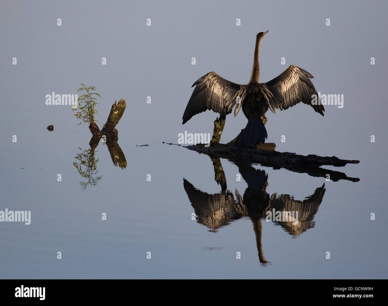 Anhinga Drying Anhinga drying off feathers Stock Photo - Alamy