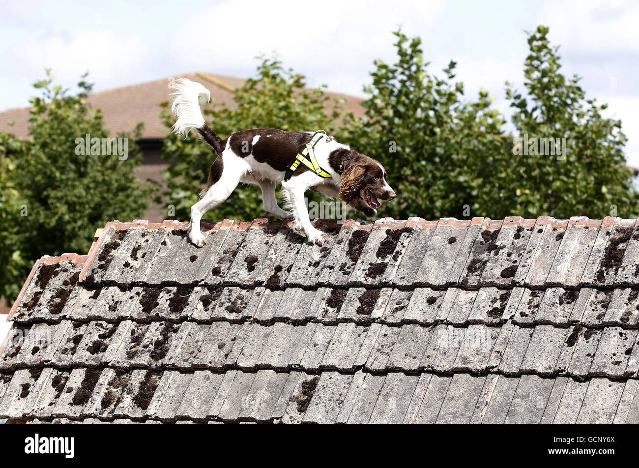 A sniffer dog at Merseyside's Croxteth's Fire Station as part of Operation Orion. Stock Photo