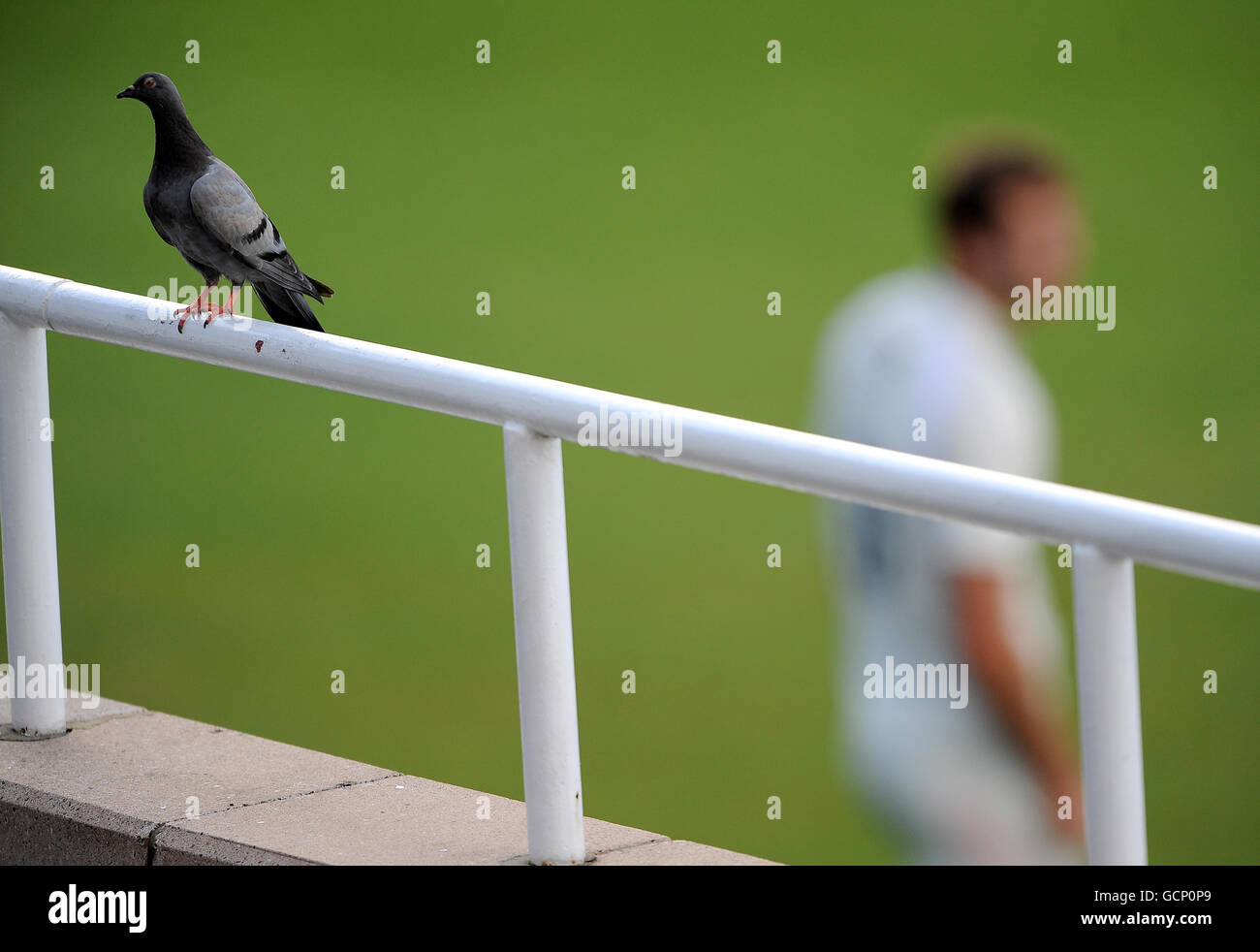 A pigeon sits on the edge of the stand at the Brit Insurance Oval Stock Photo