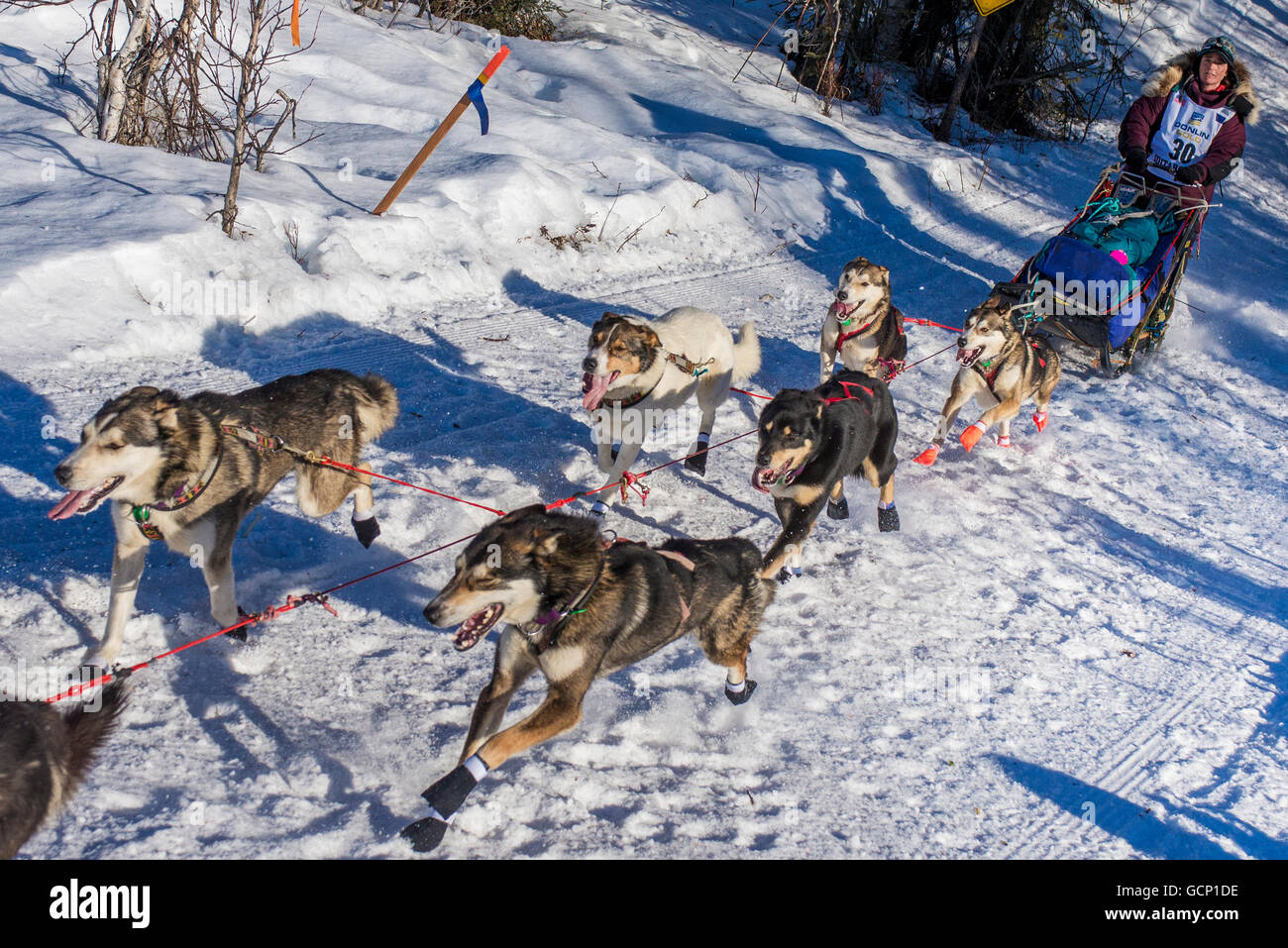 Michelle Phillips and team run down the trail on Long Lake shortly after leaving the re-start in Willow, Alaska during the 2016 Iditarod Stock Photo