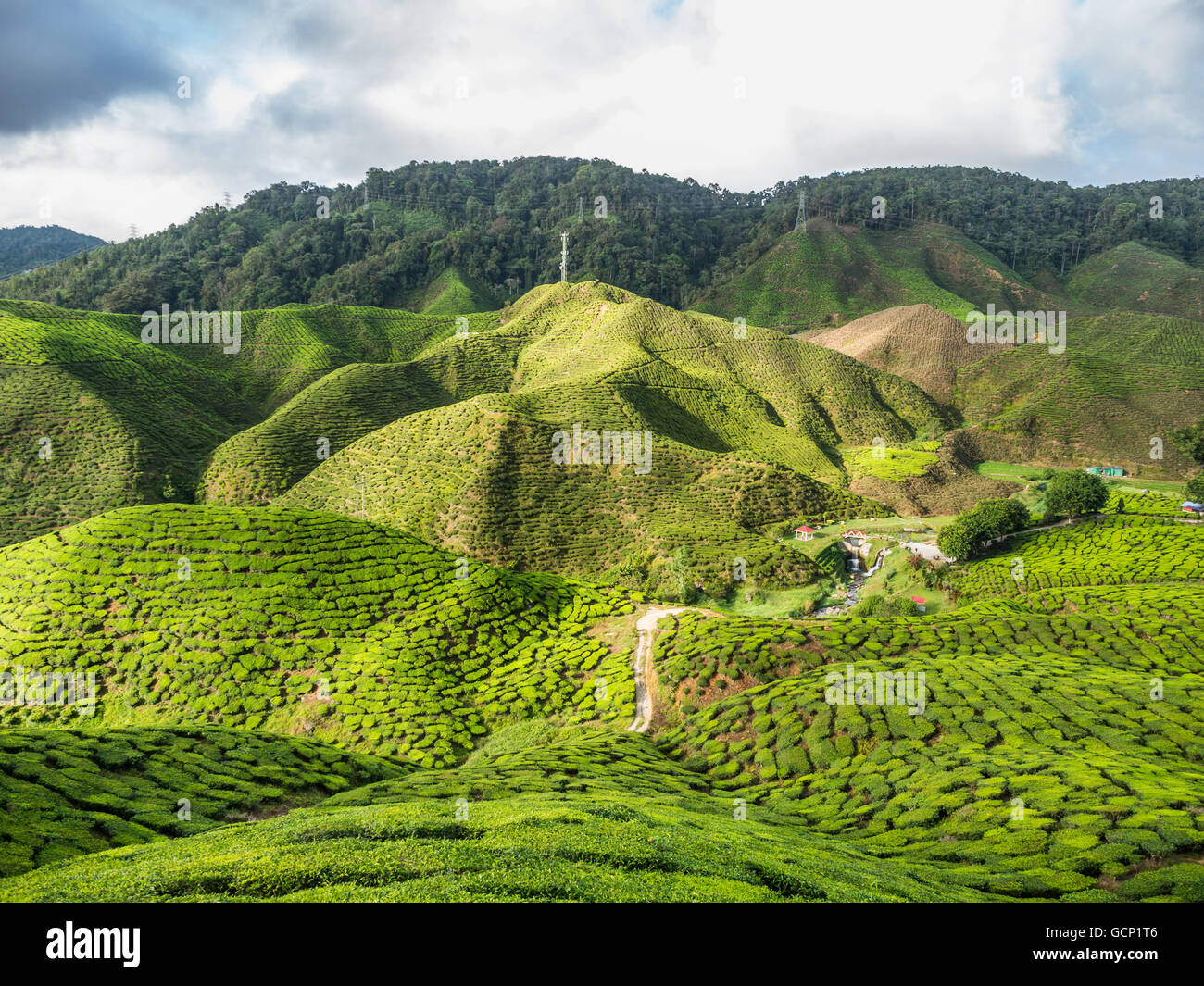 Tea Plantation In The Cameron Highlands, Malaysia Stock Photo - Alamy