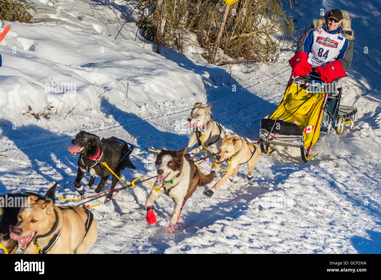Hans Gatt and team run down the trail on Long Lake shortly after leaving the re-start in Willow, Alaska during the 2016 Iditarod Stock Photo