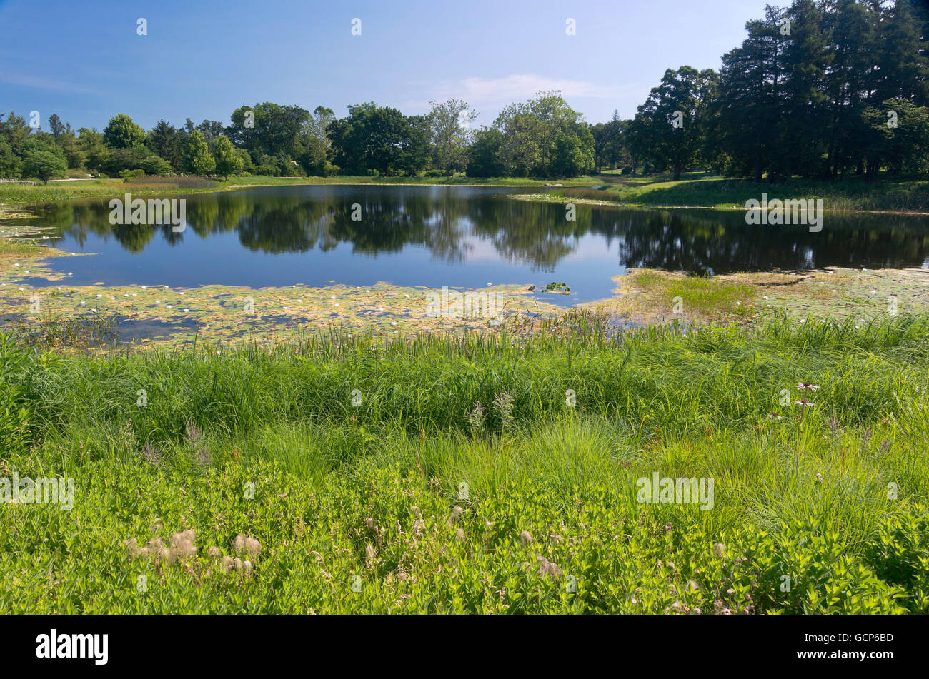landscape of marshes and lake surrounded by trees of arboretum in lisle illinois Stock Photo