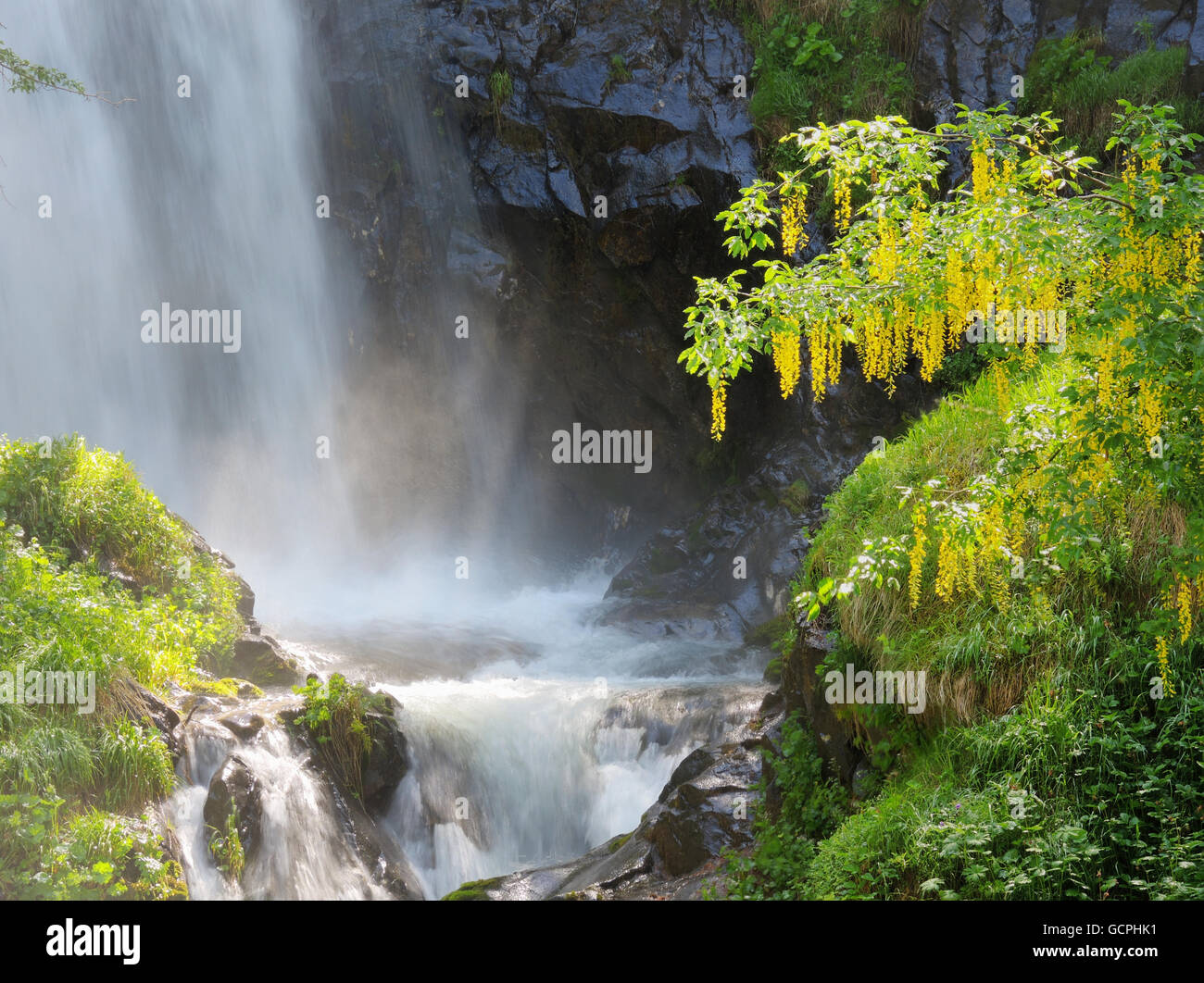 Laburnum tree hi-res stock photography and images - Alamy