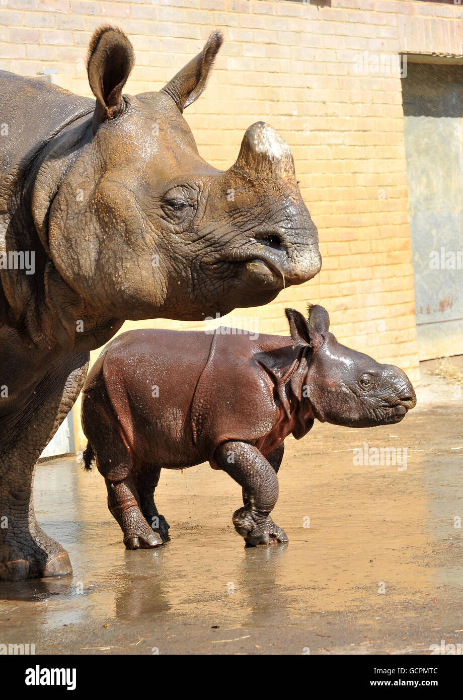 New baby Rhino Stock Photo - Alamy