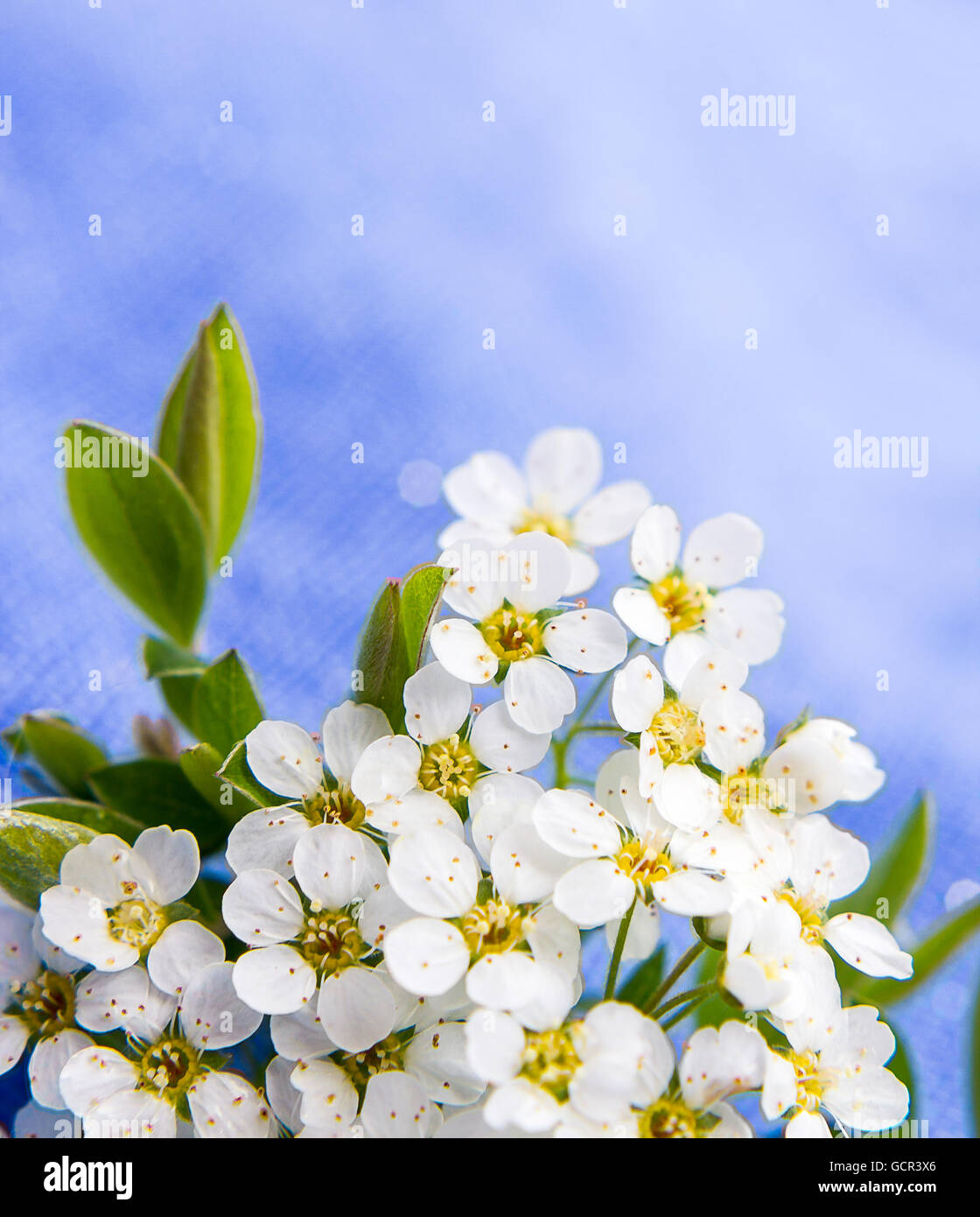 Small white flowers blurred on blue background, soft focus Stock Photo