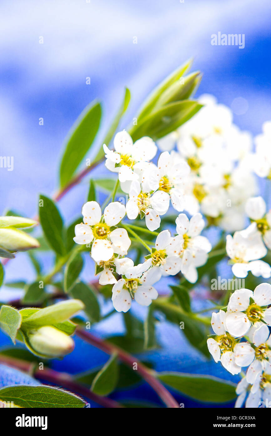 Delicate small flowers hi-res stock photography and images - Alamy