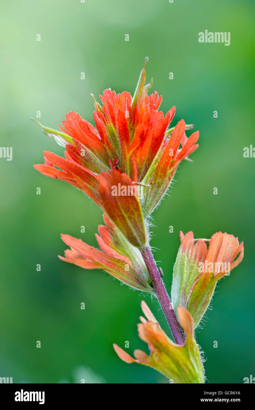 Indian paintbrush flower hires stock photography and images Alamy