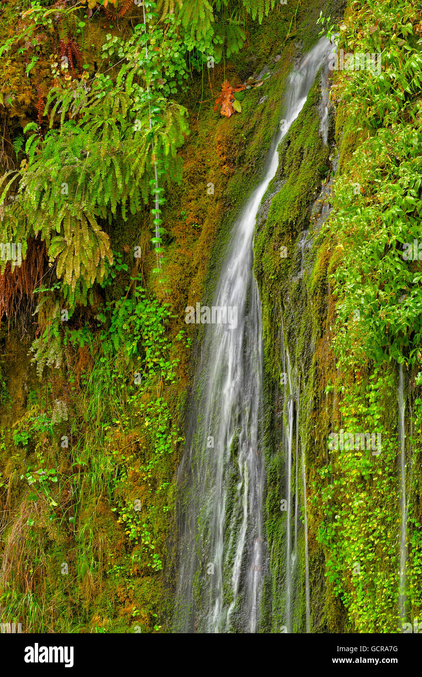 Beautiful Salmon Creek Falls, Oregon Stock Photo Alamy
