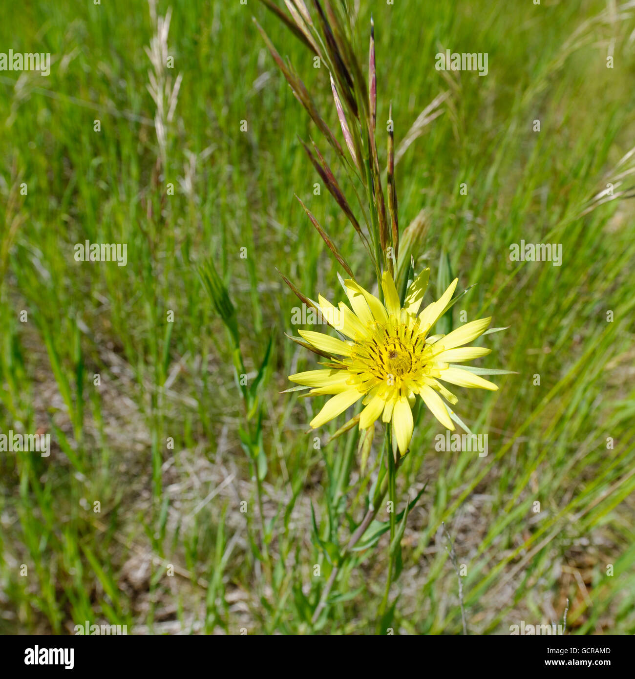 Yellow flowers on a Montana meadow Stock Photo Alamy