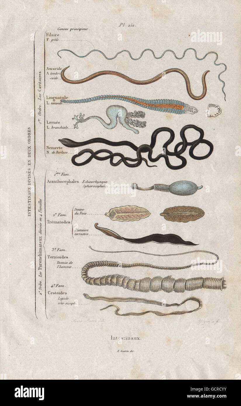 Intestinal Parasites >> Intestinal Parasites Intestinaux Intestinal 12 Orders Intestinal Parasites >> Intestinal Parasites Intestinaux Intestinal 12 Orders