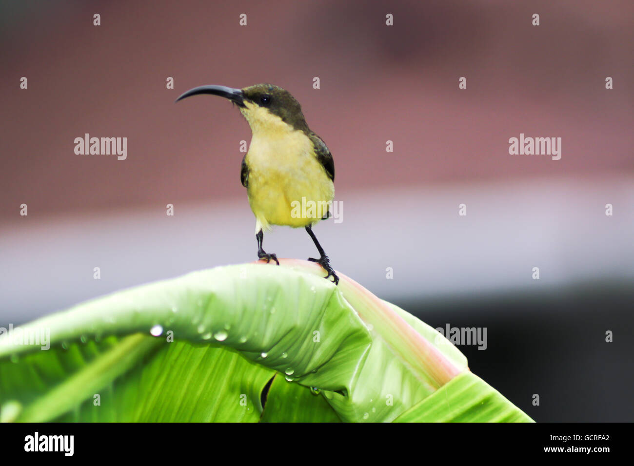 Loten's sunbird, long-billed sunbird or maroon-breasted sunbird, sunbird purple sunbird Stock Photo