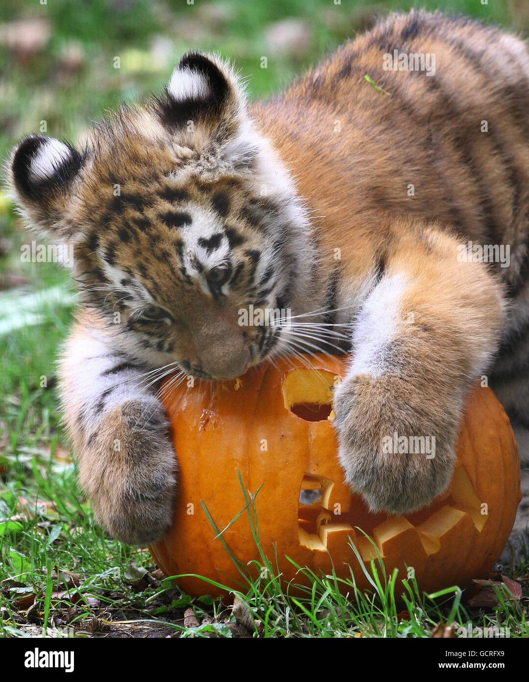 Тигр и тигровая тыква читать. Тигр с тыквой. Испуганный тигр. Тигр с тыквой. Тигр ныряет.