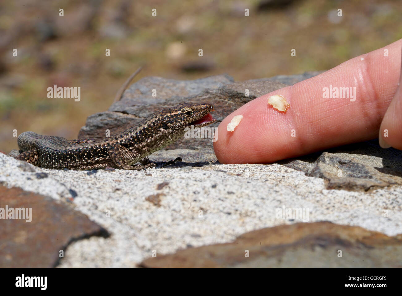 Lizard eating hires stock photography and images Alamy
