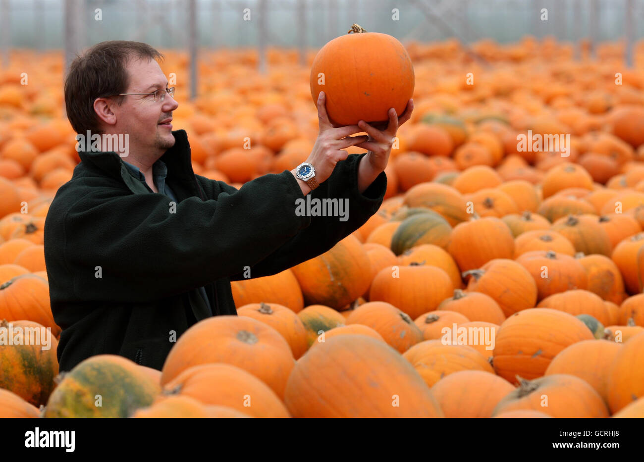 Pumpkin farmers prepare for Halloween Stock Photo Alamy