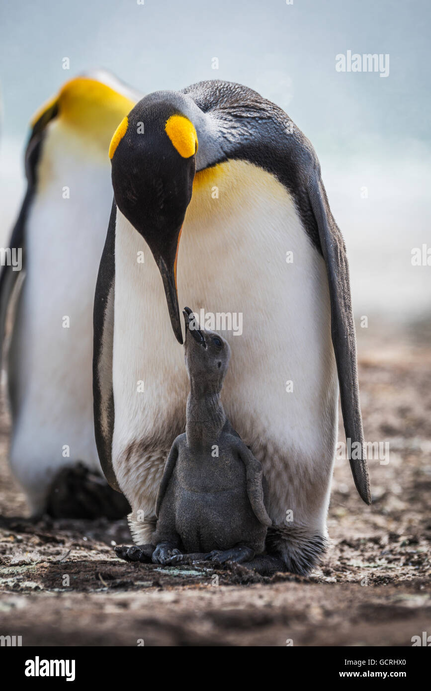 King penguin (Aptenodytes patagonicus) preening grey chick between feet; Antarctica Stock Photo