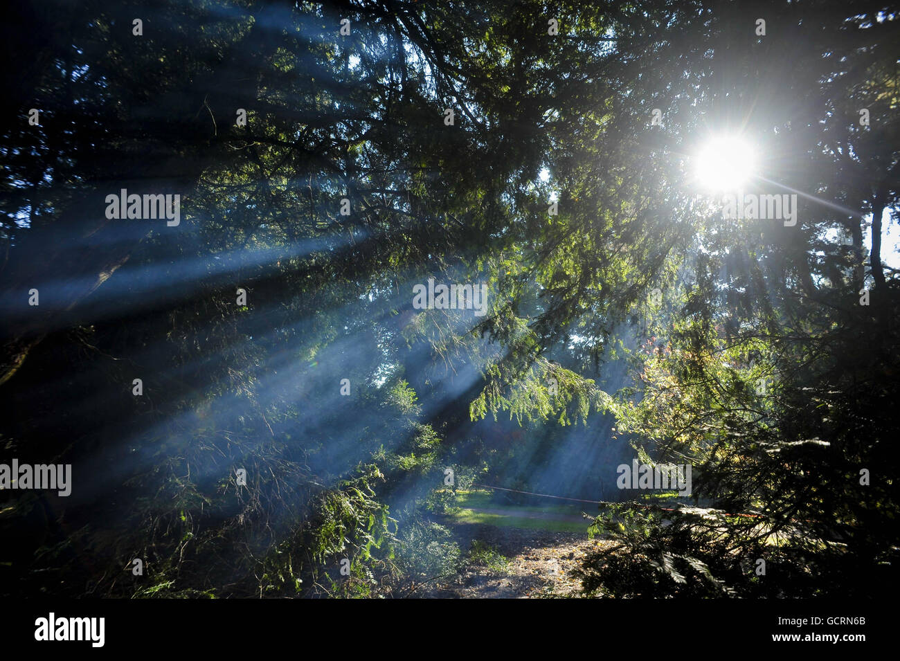 The sunlight through evergreens at Westonbirt Arboretum. The last of
