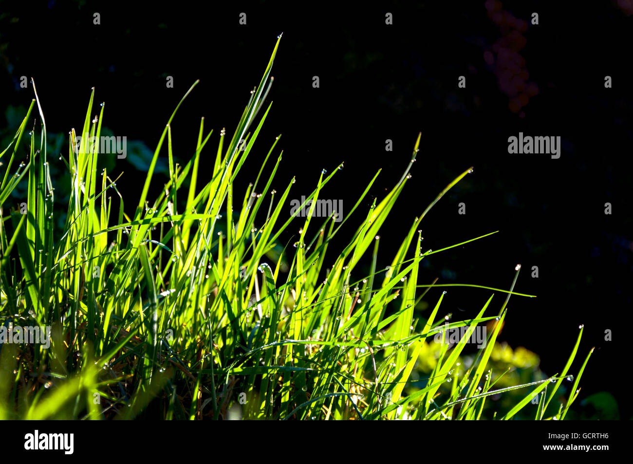 Dewdrops on grass in meadow Stock Photo