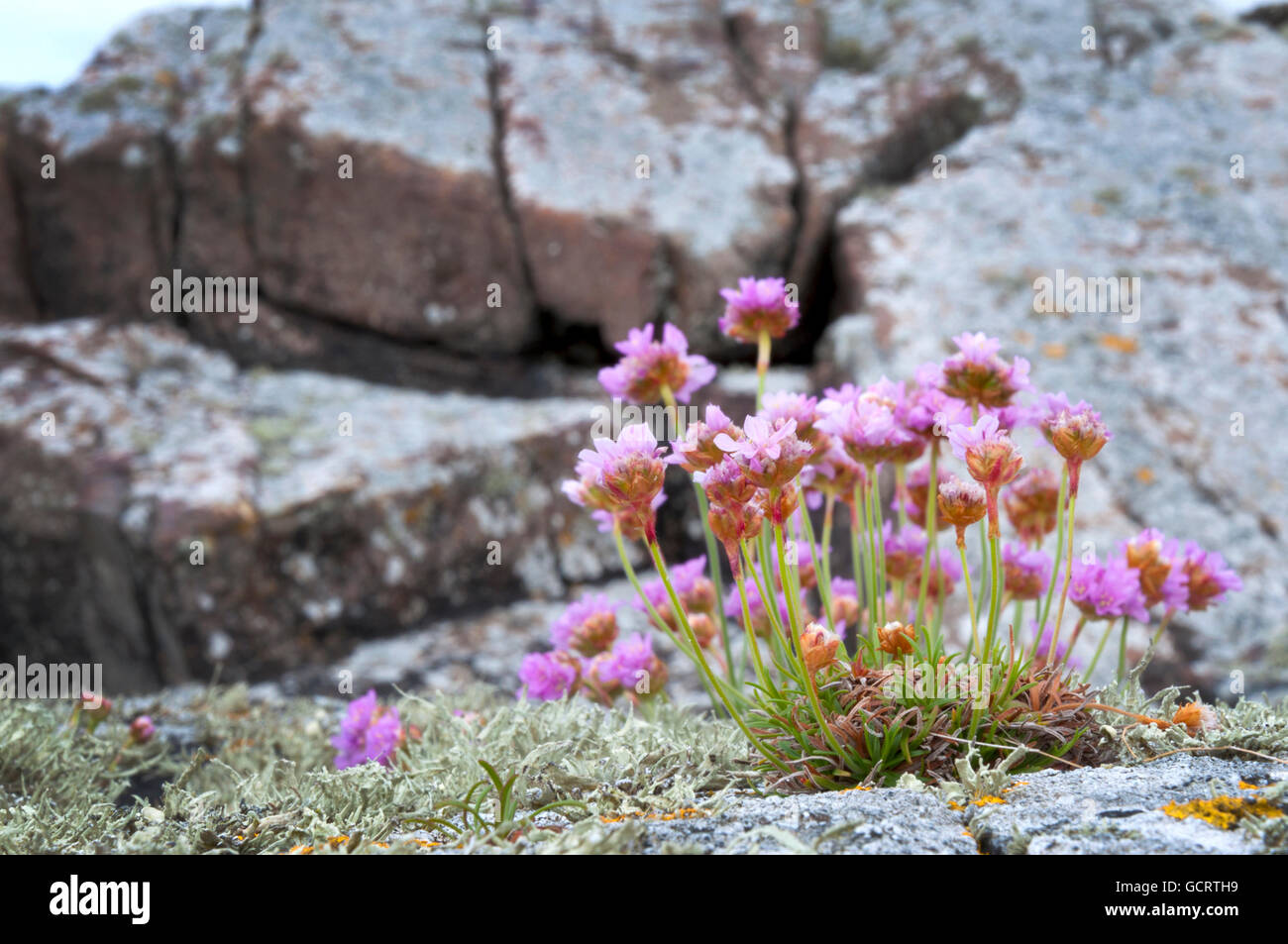 Armeria maritima, commonly known as thrift, sea thrift or sea pink, growing on rocks in County Donegal, Ireland Stock Photo