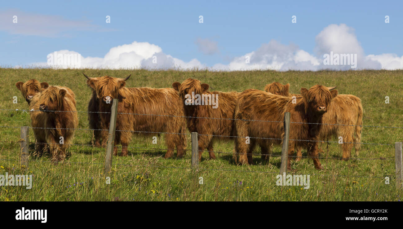 Highland cattle standing along a fence in a field; Scotland Stock Photo