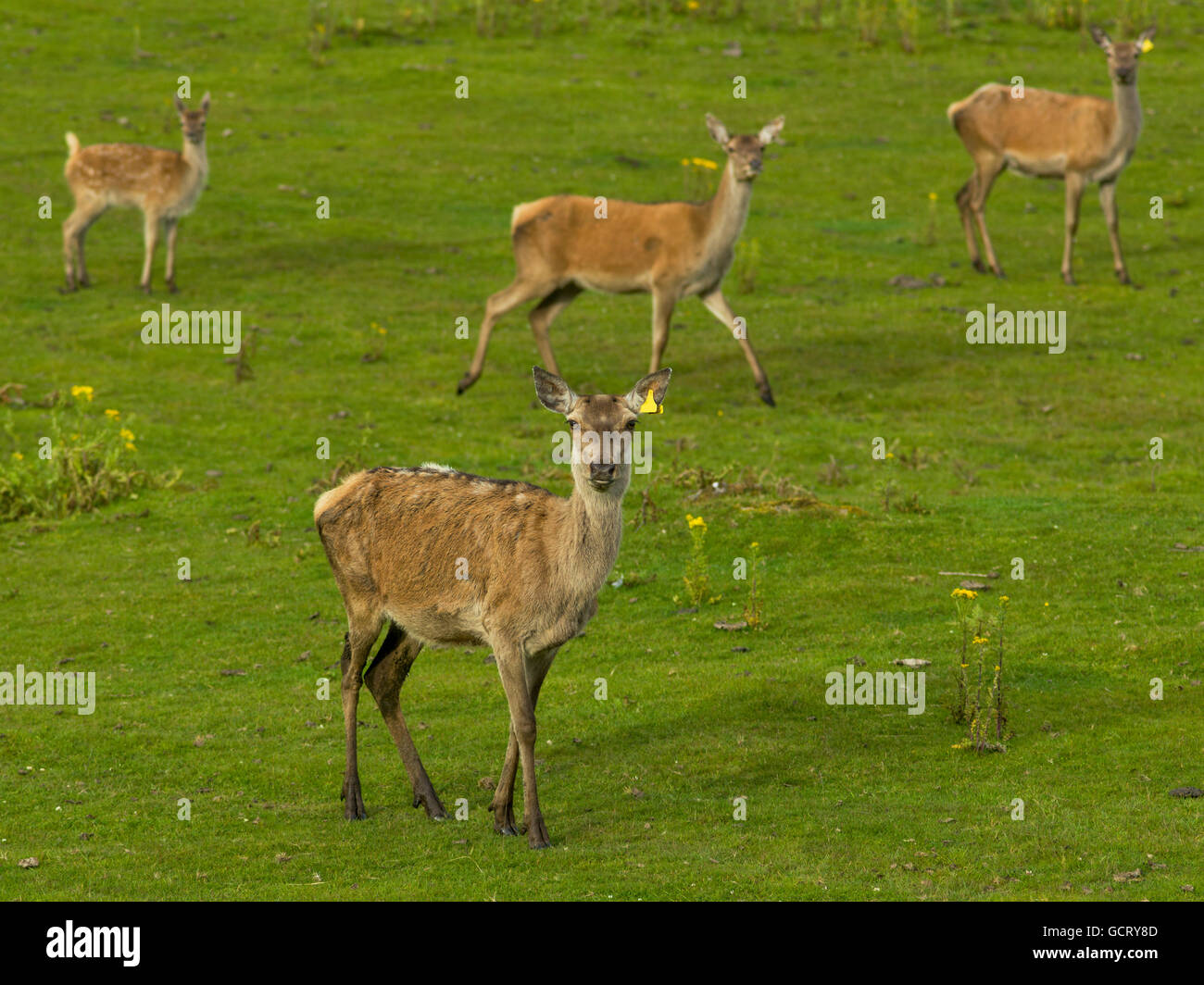 Four roe deer hi-res stock photography and images - Alamy